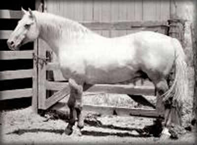 Hollywood Gold Palomino Quarter Horse
