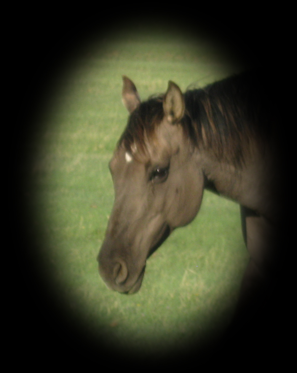 Hollywood Kandee Kat, grulla mare Gold Kat breeding