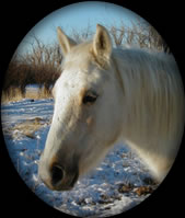 Hollywood and Shy Palomino Quarter Horse