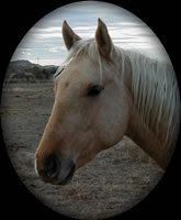 Hollywood and Tango Brilliant Orange Palomino