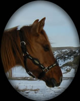 Kingsleo Lady Red Dun Quarter Horse
