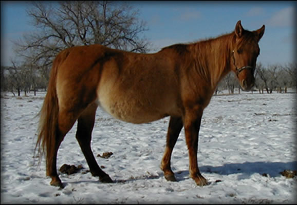 Kingsleo Lady Red Dun Quarter Horse