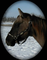 Leos Queen Dawn Grullo Quarter Horse