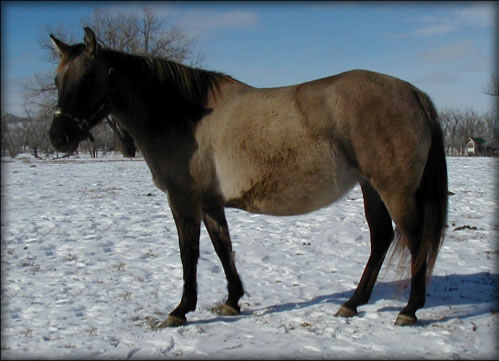 Leos Queen Dawn Grullo Mare Quarter Horse