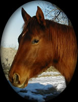 Lucys in Hollywood Sorrel Quarter Horse