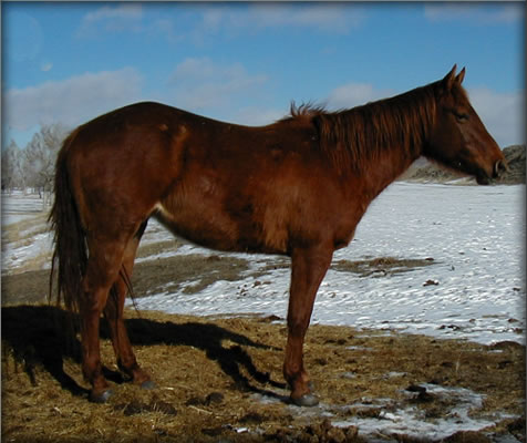 Lucys in Hollywood Sorrel Quarter Horse
