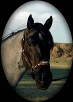 NEVADA BLUE HANCOCK BLUE ROAN QUARTER HORSE