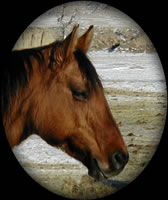 New Holly Giner Dun with Tiger Stripes Quarter Horse