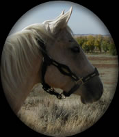 New Holly Harlow Palomino Quarter Horse