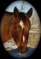 New Holly Rose Sorrel Quarter Horse