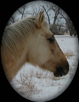New Holly Star Child Duralino with Smutty Gene Quarter Horse