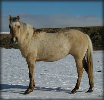 New Holly Star Child Duralino with Smutty Gene Quarter Horse