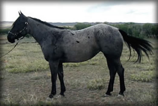 Powder River Horses, Omarks Leo Hancock of Joe Hancock Lineage