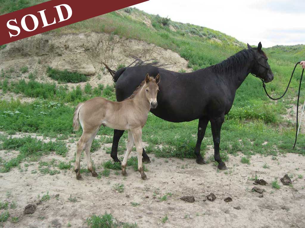 2023 plumb silver onex hancock black silver powder river filly