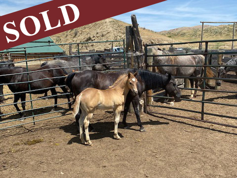 2024 Plumb Silver Hancock PR Hollywood Eclipse Black Silver Stud Colt