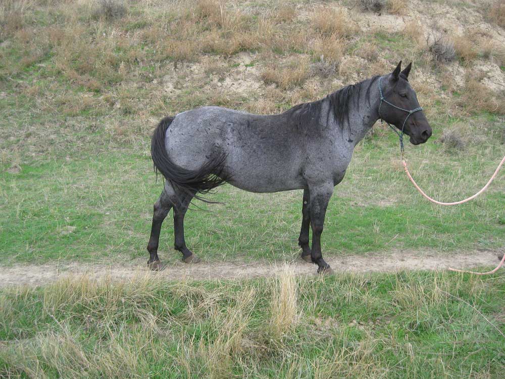 Powder River Horses, PR Fire Opal of Blue Valentine and Joe Hancock Lineage