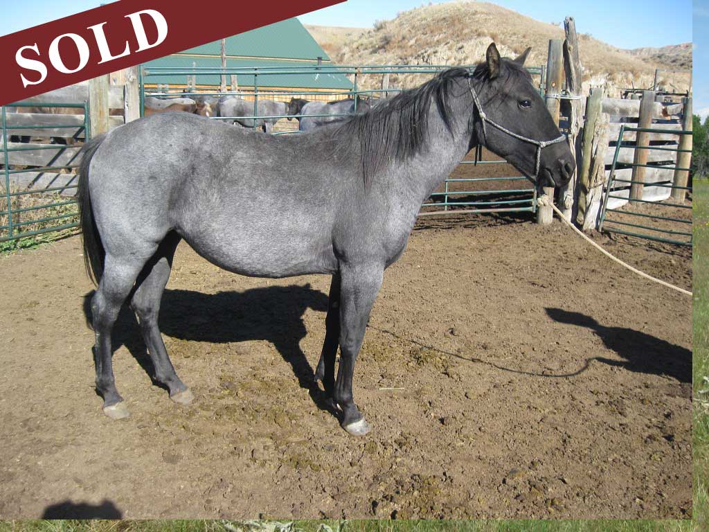 2016 Bluebell's Blue Roan Filly
