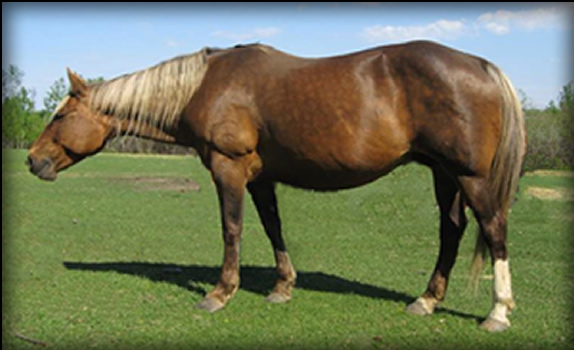 Champs Paige Car Bay Silver Dapple Mare Quarter Horse