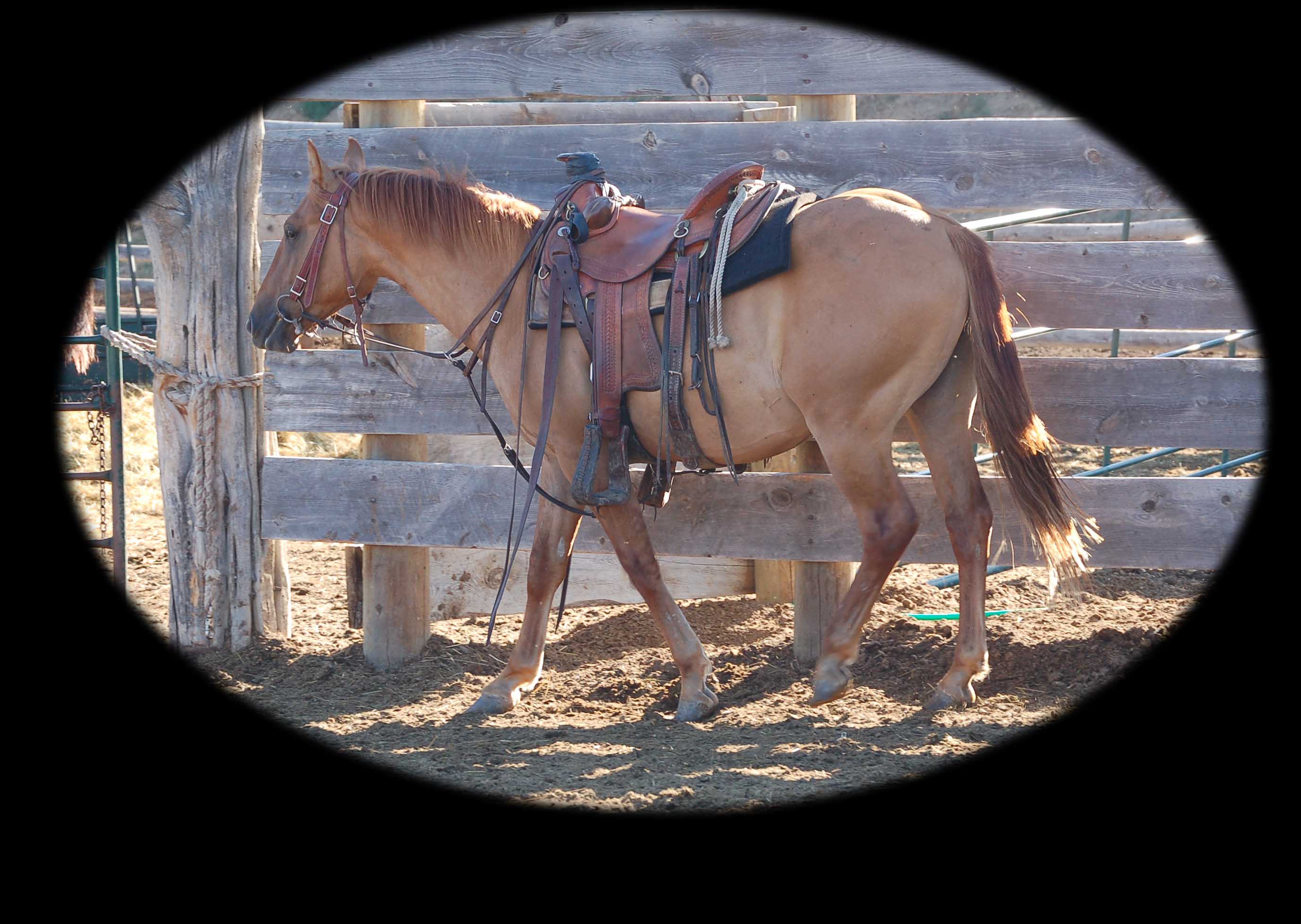 Red dun Gelding, Hollywood At Dawn breeding and King.