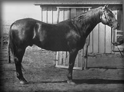 Peter McCue, forefather of many of the outstanding Quarter Horses