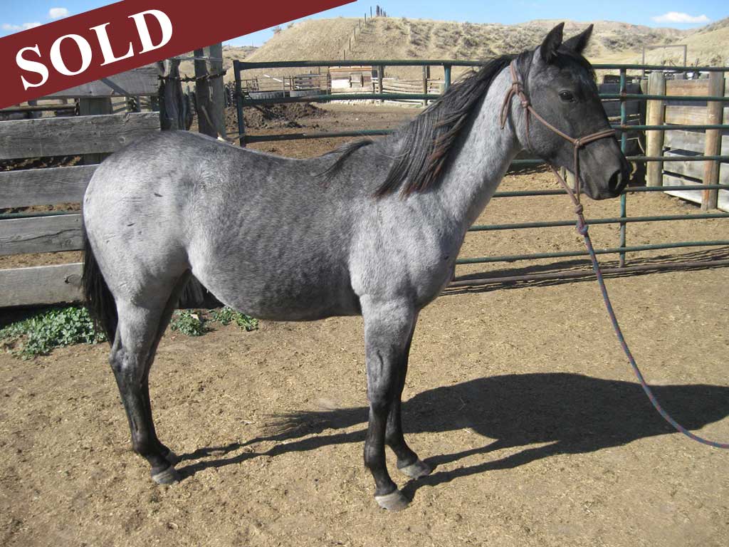 2019 Plumb Silver Hancock Crimson Blue Hancock Filly