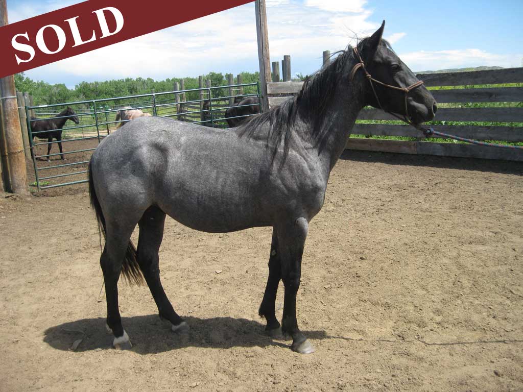 2017 Plumb Hancock blue roan gelding