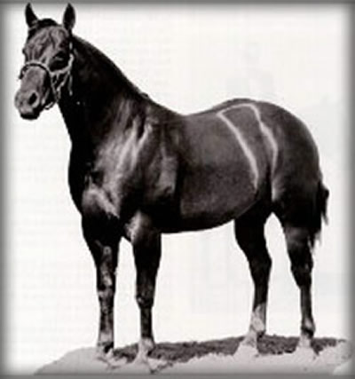 Poco Bueno, a legend in Quarter Horses whose progeny can be found at Powder River Horses Ranch