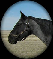 POWDER  RIVER  JUNIPER  HANCOCK BLUE ROAN  QUARTER HORSE