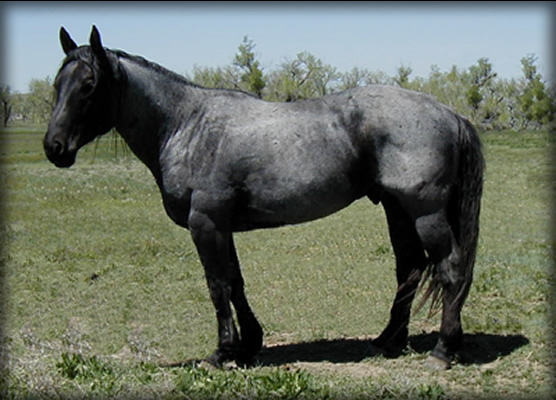 Powder River Horses, Powder River Valentine of Joe Hancock Lineage