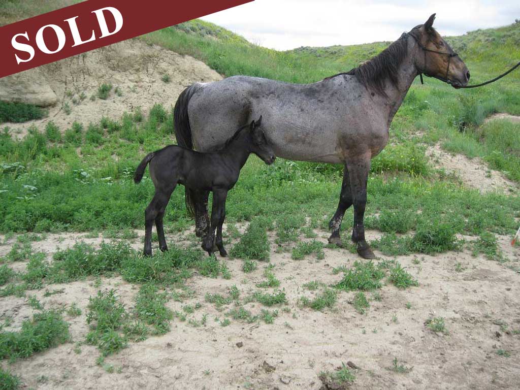 2023 plumb silver hancock powder river ambrosia filly