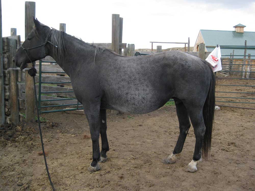 Powder River Horses, Powder River Hanna of Joe Hancock Lineage