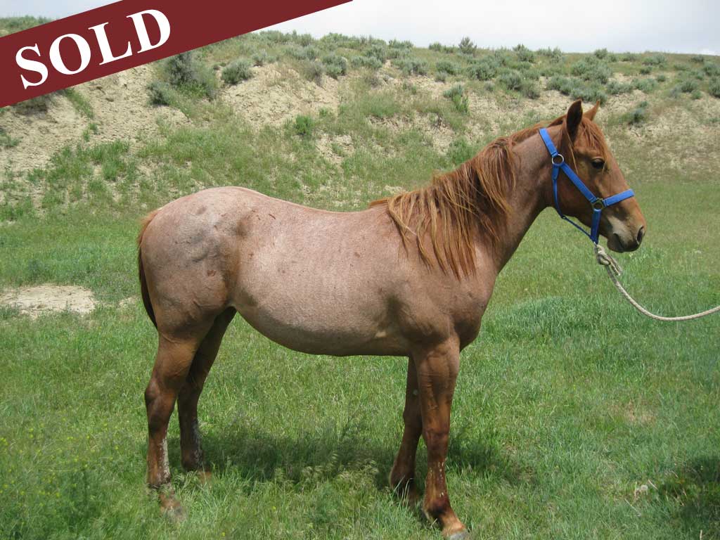 2015 Paige's Red Roan Filly
