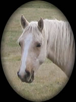 Shy in Hollywood Palomino Quarter Horse
