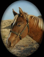 Silver Dapple  Filly Hancock Hollywood Gold Cross