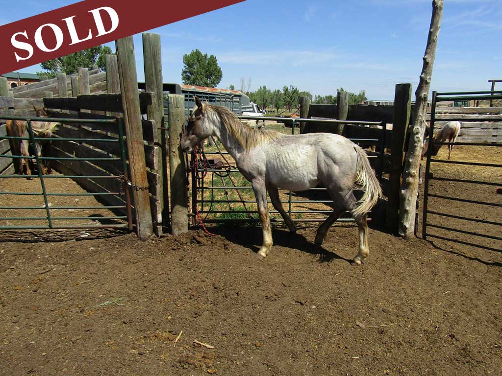 2024 Plumb Silver Hancock Blue Apache Diamond Black Silver Stud Colt
