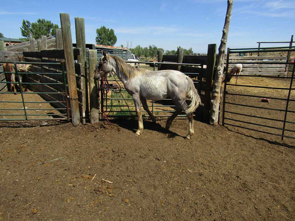 2024 Plumb Silver Hancock Blue Apache Diamond Black Silver Stud Colt