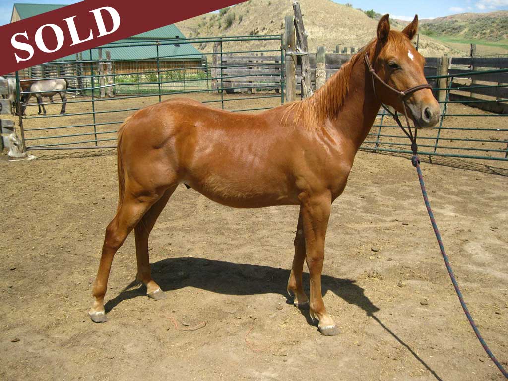 2019 Silver Wood Strike PR Hollywood Eclipse Gelding