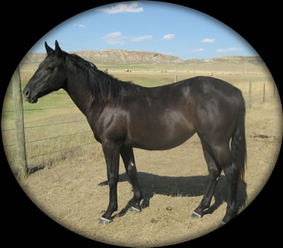 Blue Roan Quarter Horses for Sale