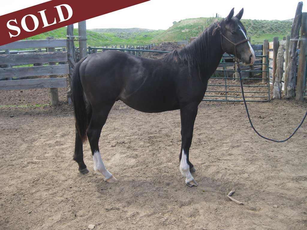 2017 Plumb silver hancock Gelding