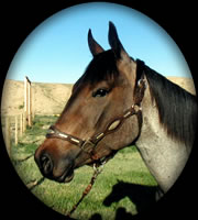 VALENTINE RAIDERS  HANCOCK BLUE ROAN QUARTER HORSE