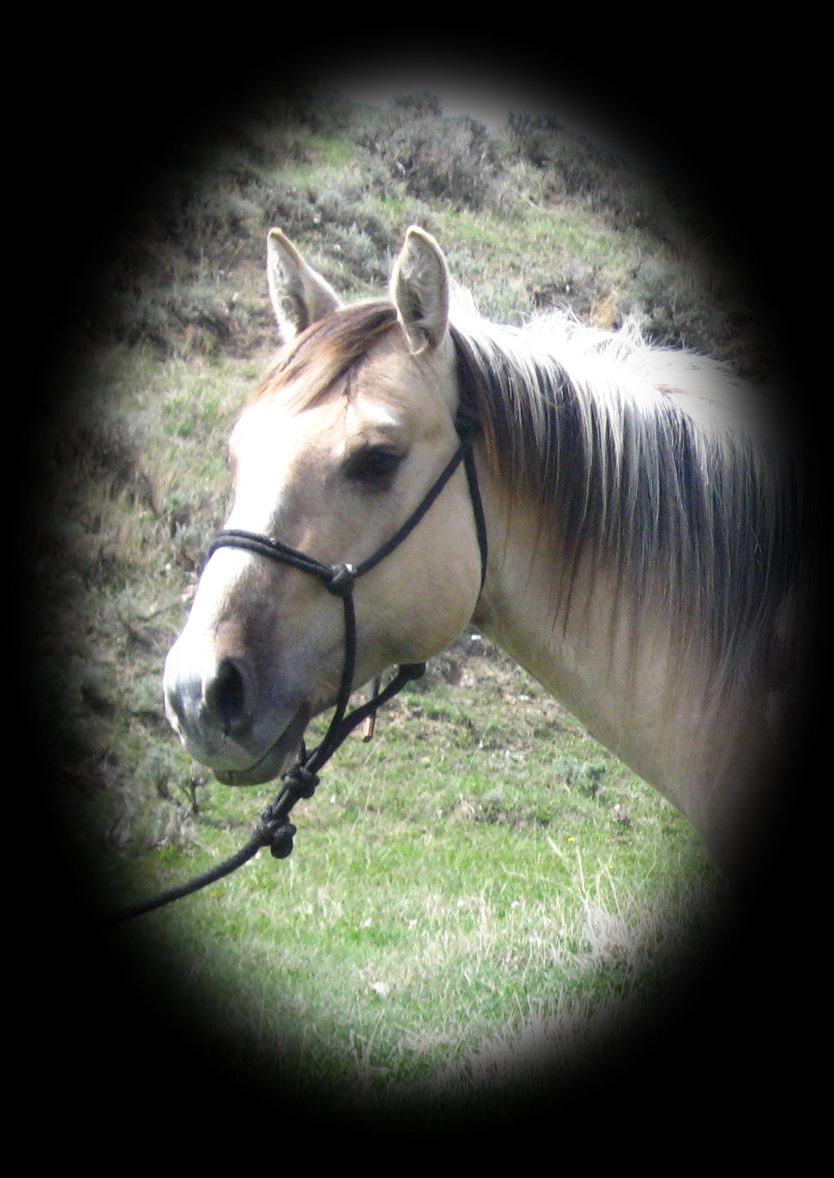 Dunskin stallion Hollywood Buck breeding 23.4375%  Hollywood Gold.