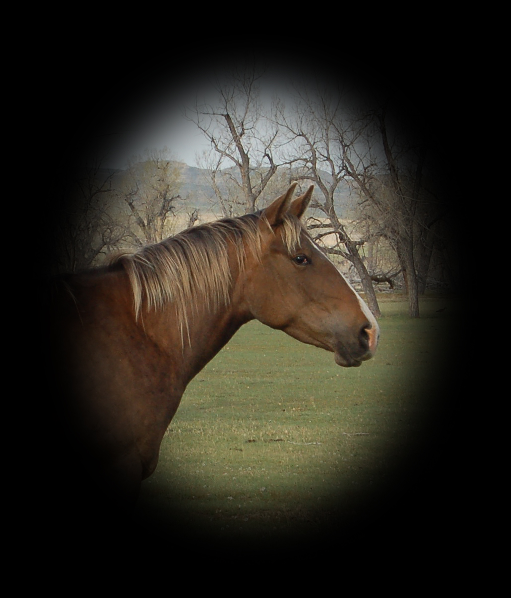 Lil Silver Agate, Hancock & Hollywood Gold Silver Dapple Mare