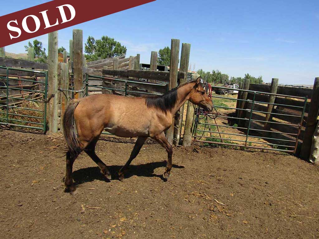 2024 Powder River Rowdy Lil Silver Agate Filly