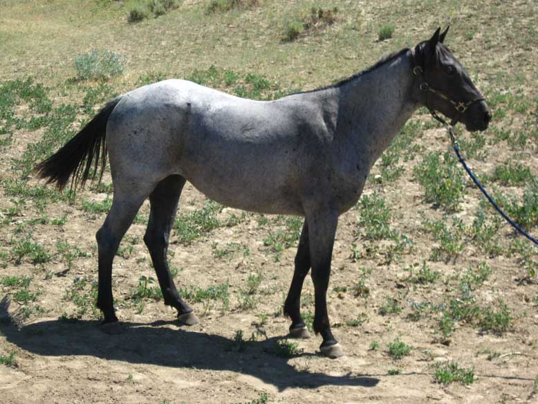 Powder River Horses, Ambrosia Blue Rowdy of Joe Hancock Lineage