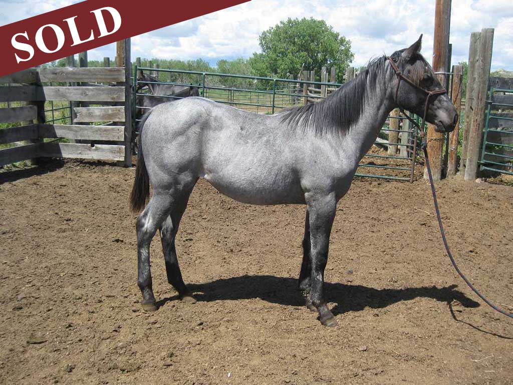 2021 hancock powder river filly