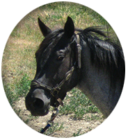 Ambrosia Blue Rowdy BLUE ROAN  QUARTER HORSE