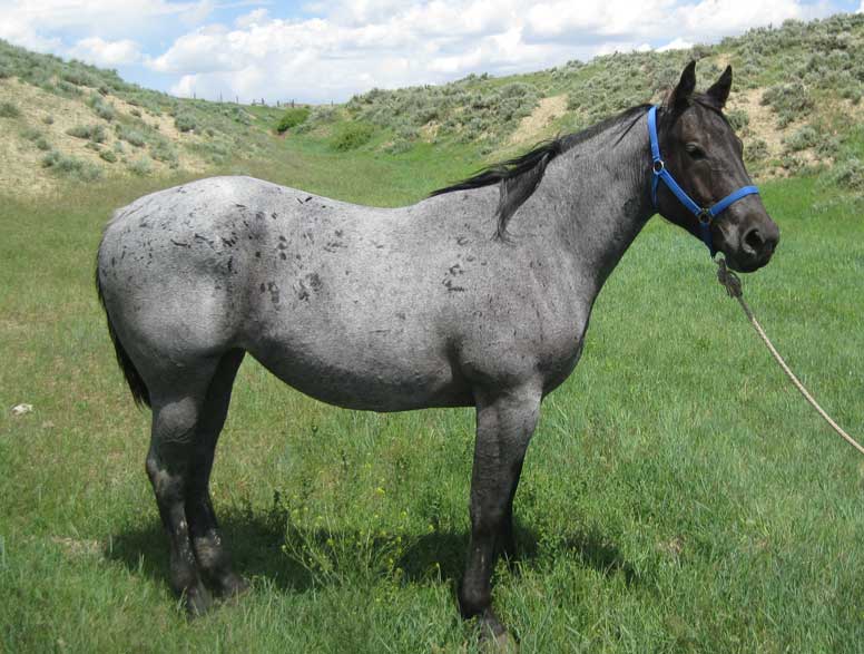 Powder River Horses, Azul Blue Ann of Joe Hancock Lineage