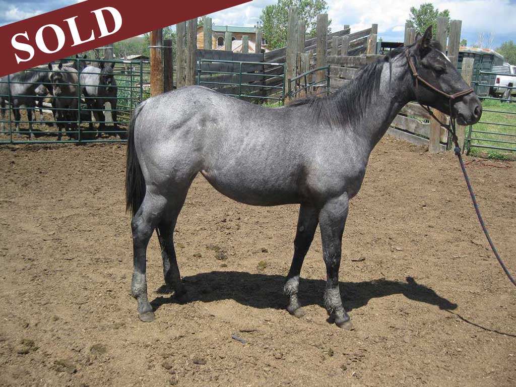 2021 powder river rowdy blue valentine filly