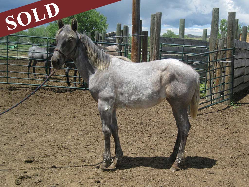 2021 hancock powder river filly