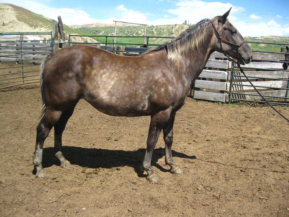 Powder River Horses, Black Moon Hancock of Joe Hancock Lineage